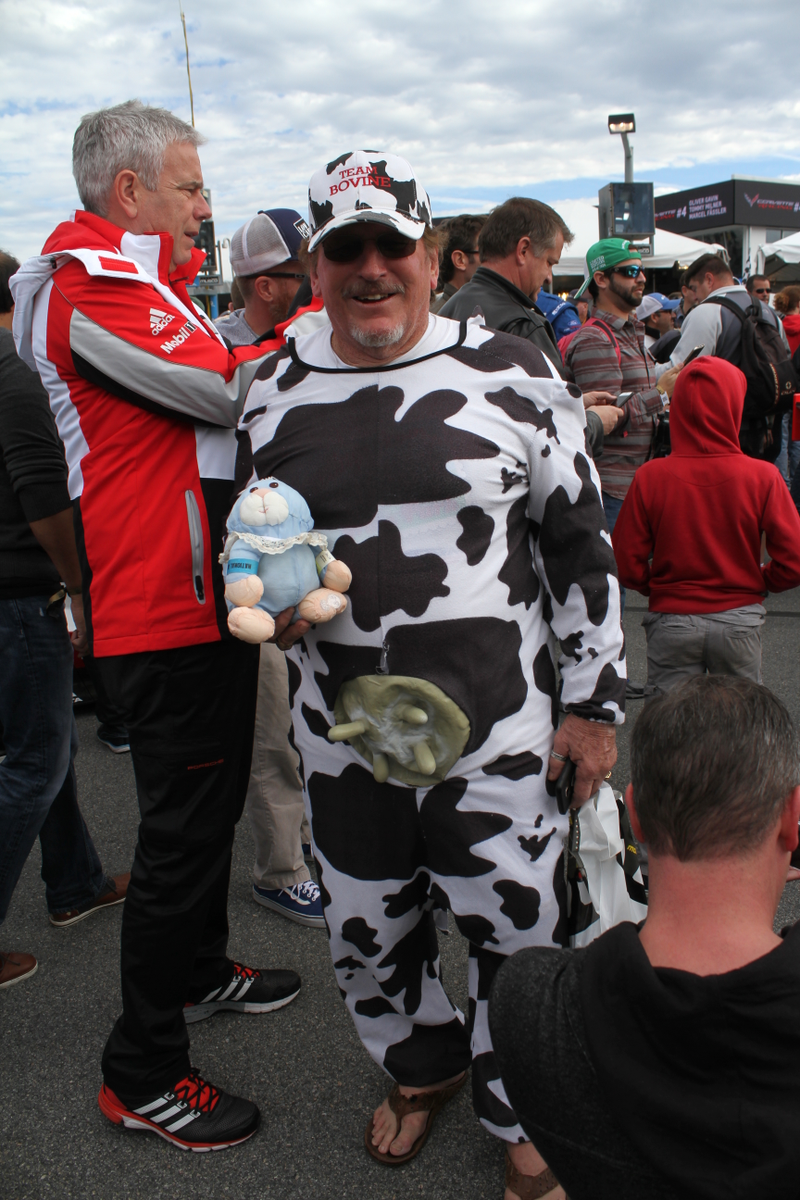 Finally met a Sebring Cow, but not at Sebring. Photo credit: Alsø alsø me